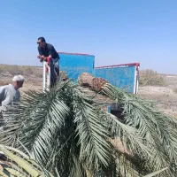 خرید فروش نخل وارسال|خدمات باغبانی و درختکاری|شادگان, |دیوار