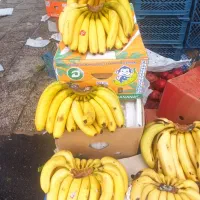 موز اکوادور