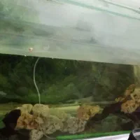 اکواریوم بزرگ|ماهی|خرمآباد, |دیوار