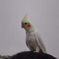 عروس هلندی گمشده