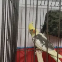 پرنده عروس هلندی