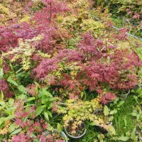 حراج گل و گیاهان باغچه ای ، بیرونی