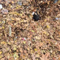 برگ چنار کمپوست