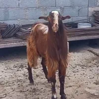 فروش پازن در شهرستان جم