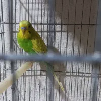 مرغ عشق رنگین کمانی|پرنده|مشگین شهر, |دیوار