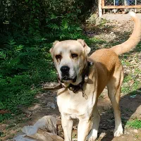 واگذاری سگ الابای سرابی|سگ|بهشهر, |دیوار