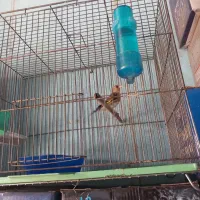 تعدادسهره وسقابرافروش دارم|پرنده|کرمان, |دیوار