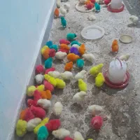 جوجه رنگی محلی اوردک  نیکشهر و اطراف