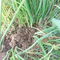 پیازمینروا