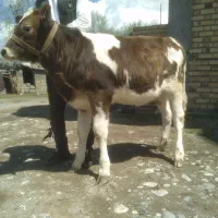 فروش گوساله ماده اصل