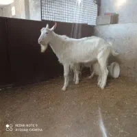 نربز سانن|حیوانات مزرعه|قروه, |دیوار