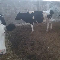 تعدادی گاو شیری فروشی|حیوانات مزرعه|راور, |دیوار