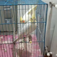 عروس هلندی