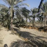 فروش نخل|گل و گیاه طبیعی|برازجان, |دیوار