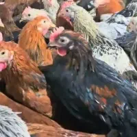 فروش خروس محلی