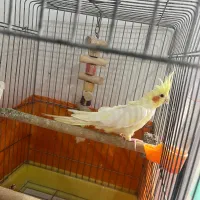 عروس هلندی ماده|پرنده|رشت, منظریه|دیوار