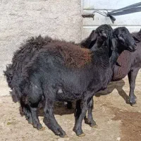 بره قره قزل|حیوانات مزرعه|قره پشتلو, |دیوار