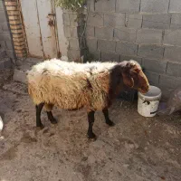 قوچ هترو