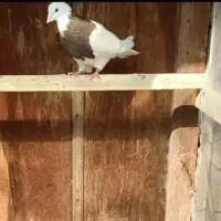 این دو عدد کبوتر گمشده