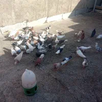 تعداد80 تا کبوتر از همه نوع