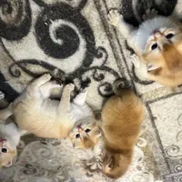 گربه پت شاپ