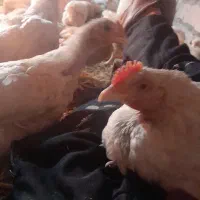 مرغداری کیان پارس مرغ گوشتی