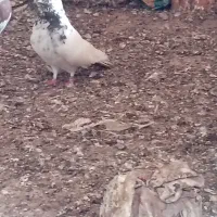 کبوتر کله دمبی