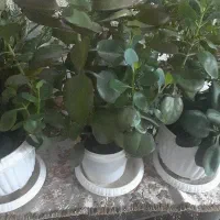 گل خانگی و آپارتمانی