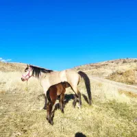 فروش دو عدد اسب خوب زات دار یک عدد نریان با مادیان