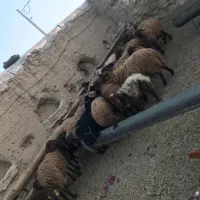 میش وبره|حیوانات مزرعه|خوانسار, |دیوار