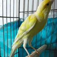 ۳عدد قناری مست