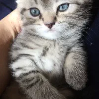 گربه خانگی|گربه|تبریز, |دیوار