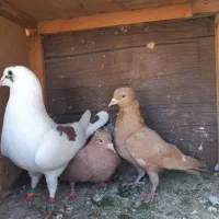 ۳عدد گرفتن|پرنده|شیراز, کوشک میدان|دیوار