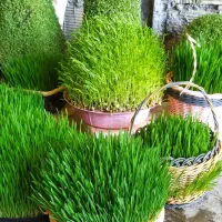 سبزه عروس و مراسمات|گل و گیاه طبیعی|کوهدشت, |دیوار