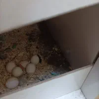 مرغ عشق جفت کاملا سالم|پرنده|قم, شهرک توانیر|دیوار