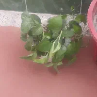 دو عدد گل فروش یا معاوضه با خوراک