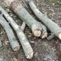 چوب گردو|خدمات پیشه و مهارت|پرهسر, |دیوار