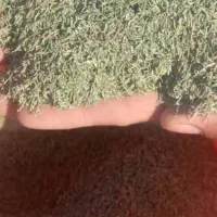 فروش دو تن آویشن باغی قیمت کیلو700هزار تومان