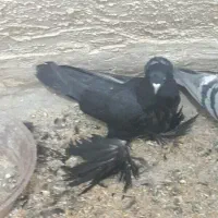 فروش کبوتر|پرنده|بستان آباد, |دیوار