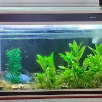 آکواریوم شرکتی شیشه خم، درب دار، سالم و بدون مشکل|ماهی|سنندج, |دیوار