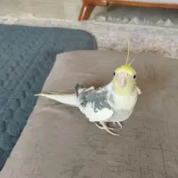 عروس هلندی