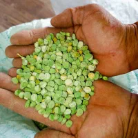 بذر نخود فرنگی|خدمات باغبانی و درختکاری|داراب, |دیوار