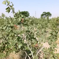 باغ پسته