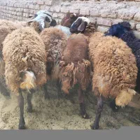 بره نر بزغاله قوچ چاق و چله گوسفند زنده جهت قربانی