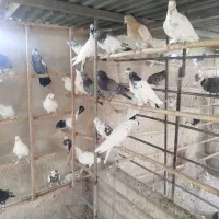 کبوتر کفتر سرور هما پاکستانی ابلغ کله دار مایهکفتر|پرنده|چهاردانگه (تهران), |دیوار