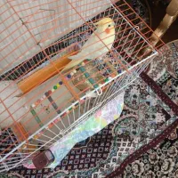 عروس هلندی دستی وباهوش وسخنگو|پرنده|زنجان, |دیوار