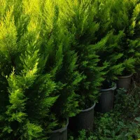 کاج لاوسون وتویا وناندینا