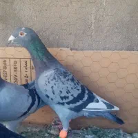 دانه 250 هزار تومان