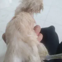 فروش سه عدد جوجه نژاد دار