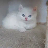 گربه چشم آبی اسکاتیش بیریتیش پرشین کلینیک
